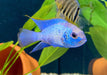 zzz SONDERPREIS - Blaupunktbuntbarsch "neon blue" - Andinoacara pulcher
