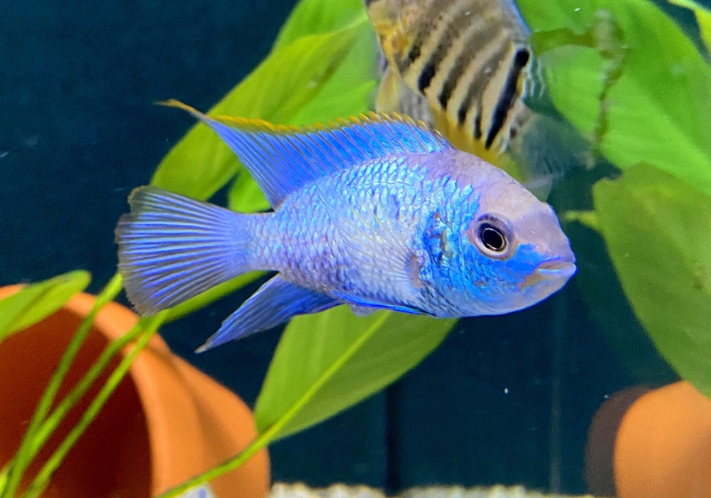 zzz SONDERPREIS - Blaupunktbuntbarsch "neon blue" - Andinoacara pulcher
