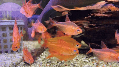 Orangefarbene Salmler im bepflanzten Aquarium animierte Aufnahme als Neuzugang