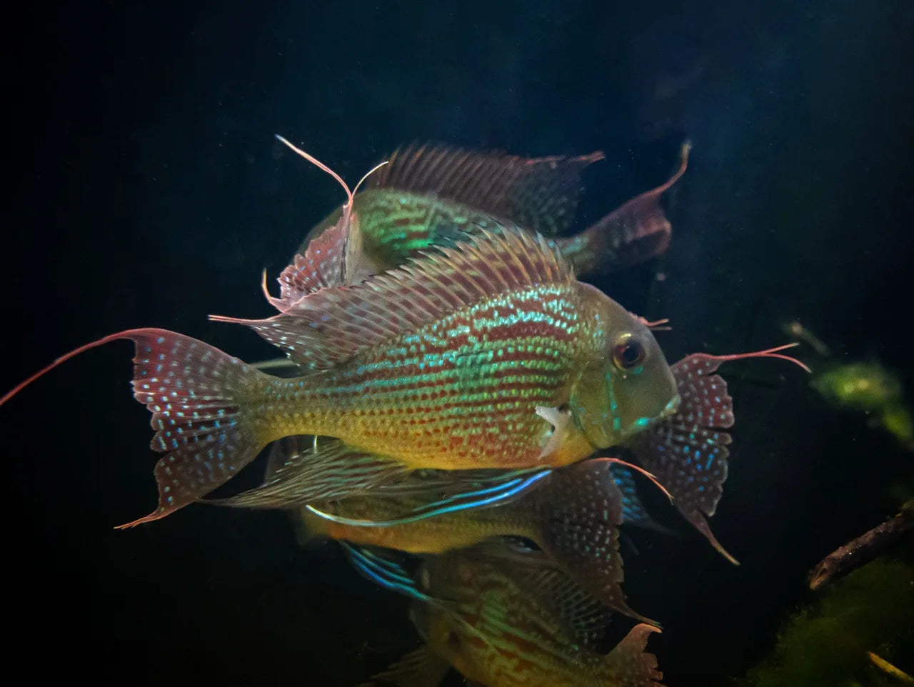 Geophagus-Erdfresser mit schillernden Flossen und Fadenfortsätzen im dunklen Aquarium