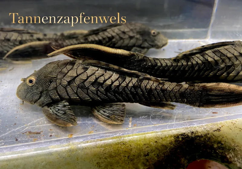 Tannenzapfenwels (L-Wels) mit gepanzerter Körperstruktur am Beckenboden als Neuzugang
