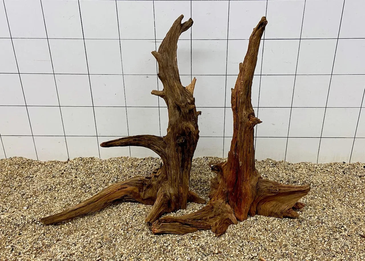 Zwei stehende Xingu-Wurzeln aus Holz auf Kies vor Fliesenwand als Aquariendekoration
