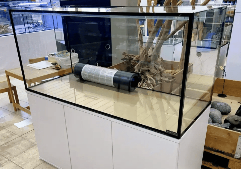 Aquarium nach Maß auf weißem Unterschrank mit Wurzel und Technik im Fachgeschäft