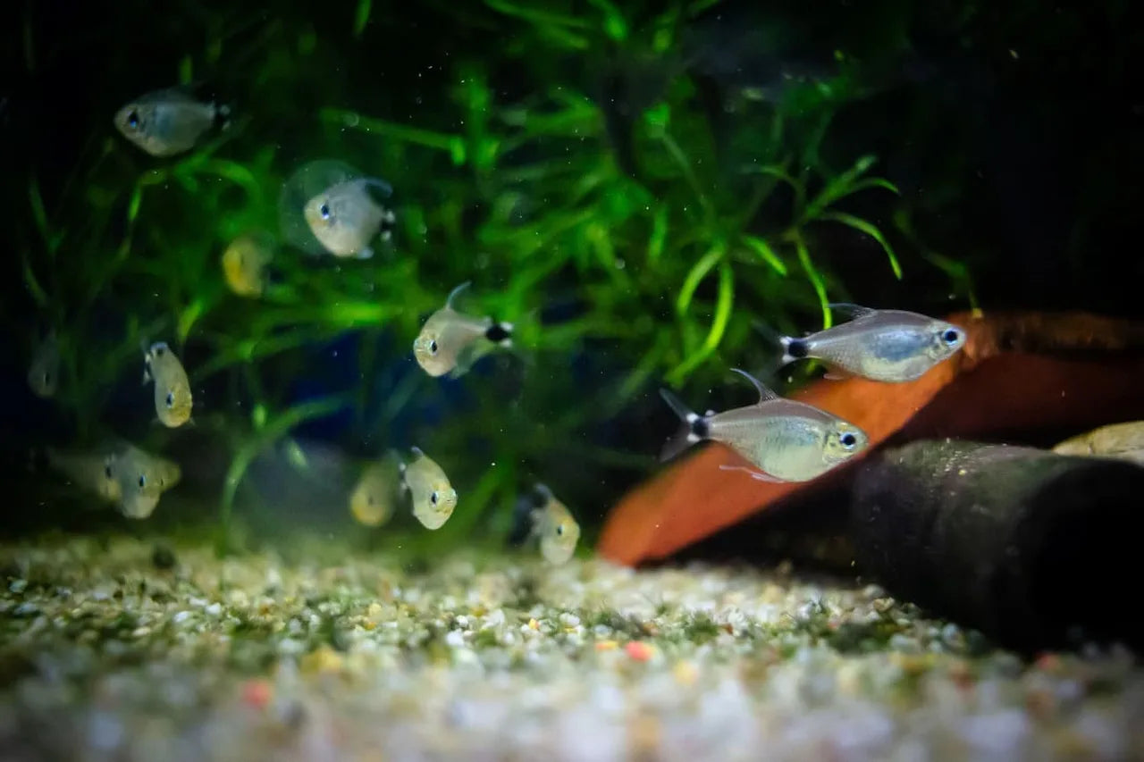 Kleiner Salmlerschwarm vor grünen Wasserpflanzen über Kiesboden im Aquarium