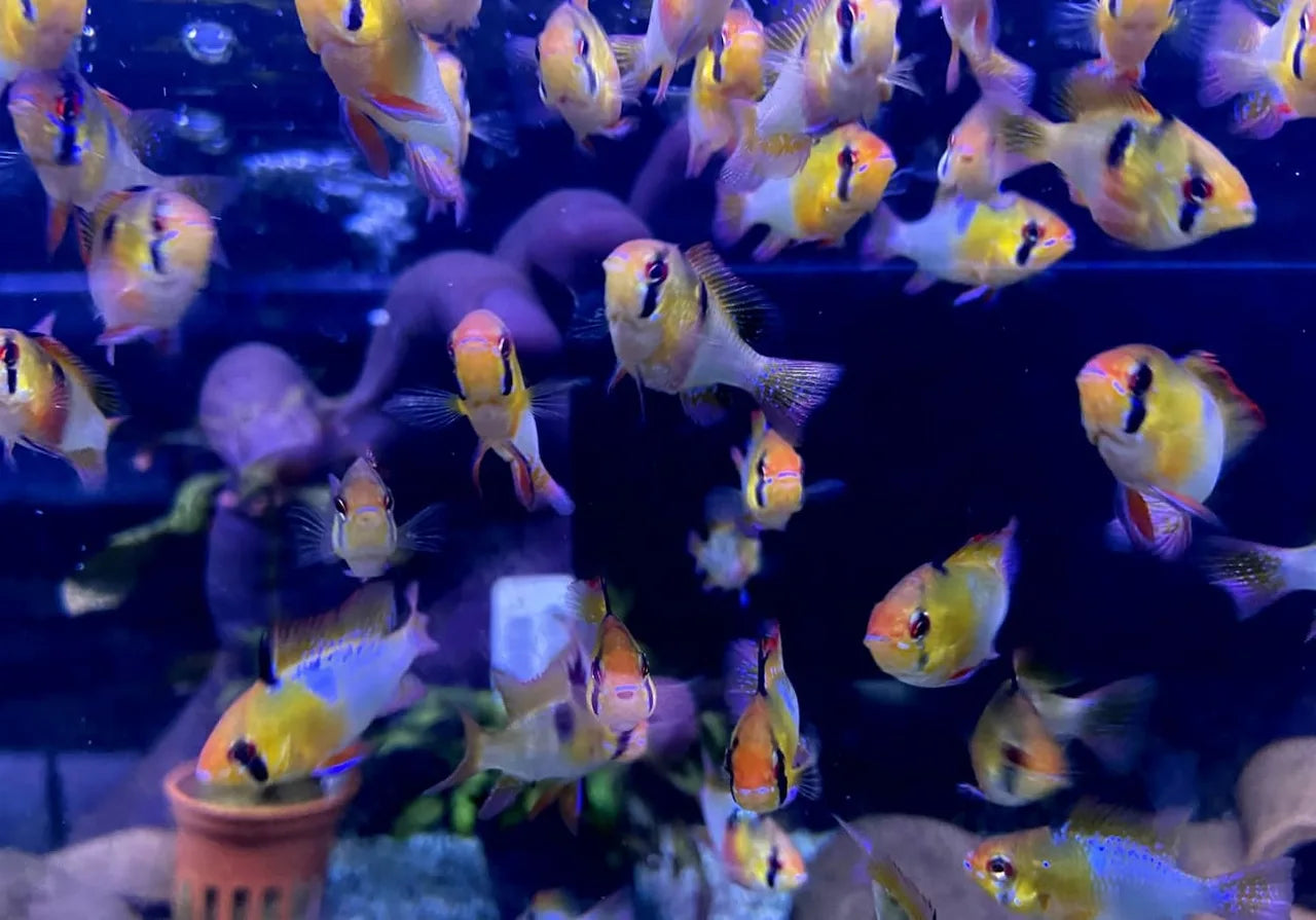 Schwarm Schmetterlingsbuntbarsche Ramirezi im blau beleuchteten Aquarium