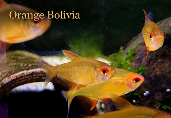 Orange-Bolivia-Salmler mit leuchtend orangem Körper im bepflanzten Aquarium