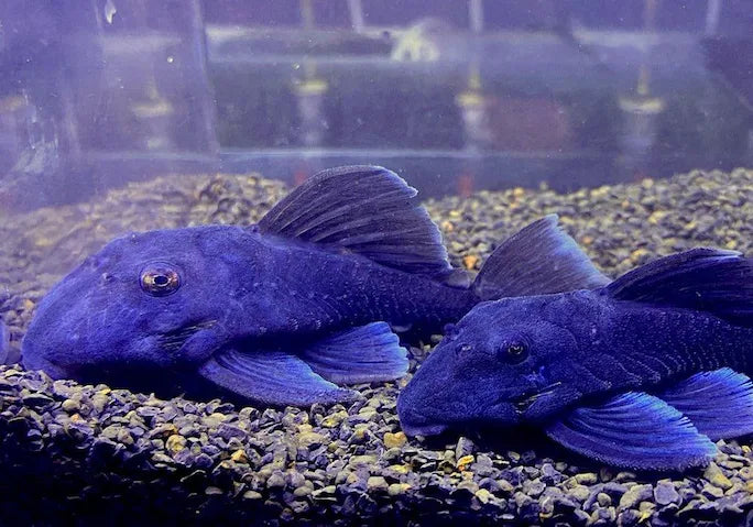 Zwei blau gefärbte L-Welse am Kiesboden im Aquarium als versteckte Schönheiten