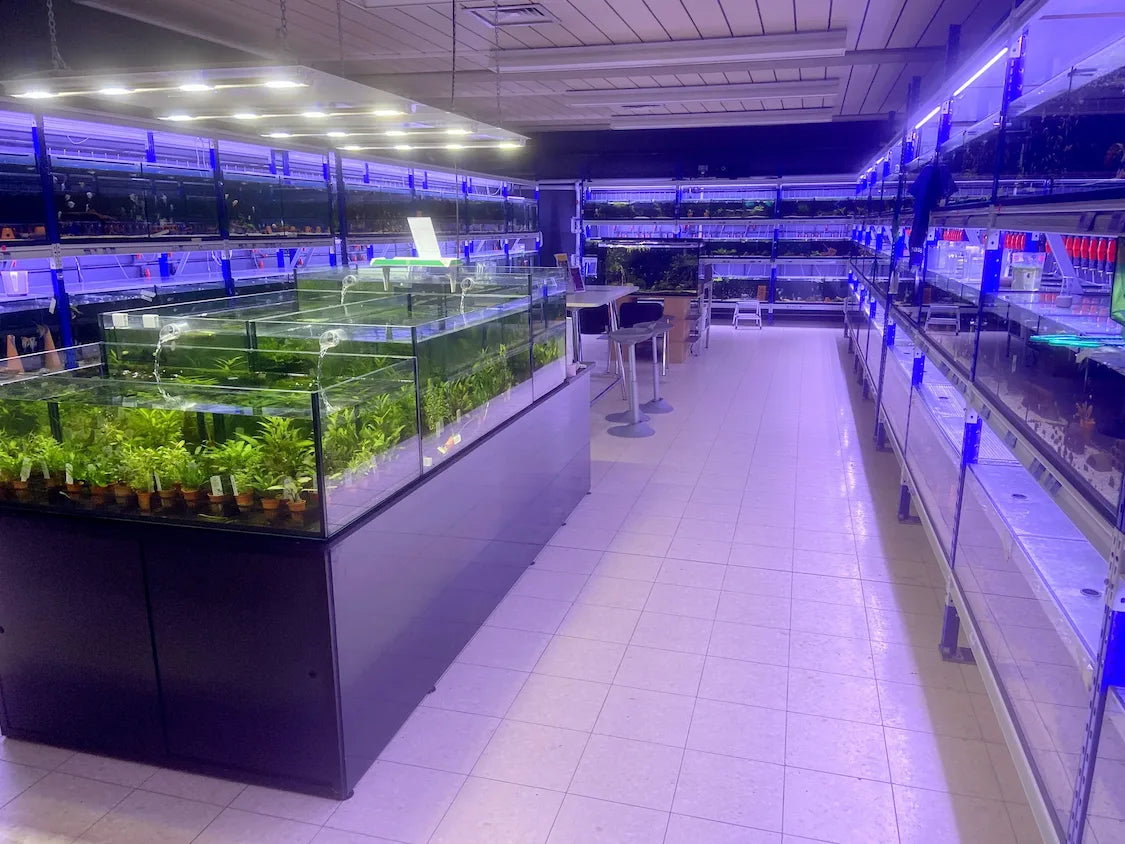 Aquaristik-Fachgeschäft mit beleuchteten Aquarienregalen und Pflanzenbecken innenAquaristik-Fachgeschäft mit beleuchteten Aquarienregalen und Pflanzenbecken innen
