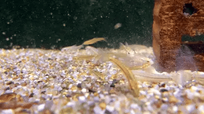 Glasgarnele am hellen Kiesboden im Aquarium animierte Nahaufnahme als Neuzugang