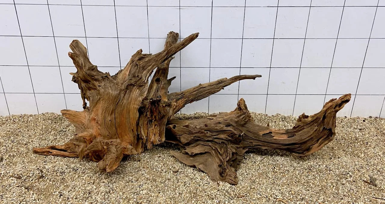 Liegende Xingu-Wurzel aus Holz auf hellem Kies vor Fliesenwand als Aquariendekoration