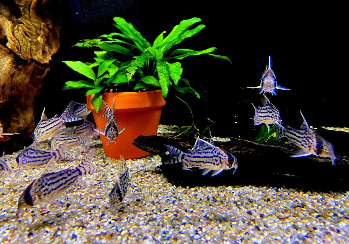Aquaristik-Fachgeschäft mit beleuchteten Aquarienregalen und Pflanzenbecken innen
