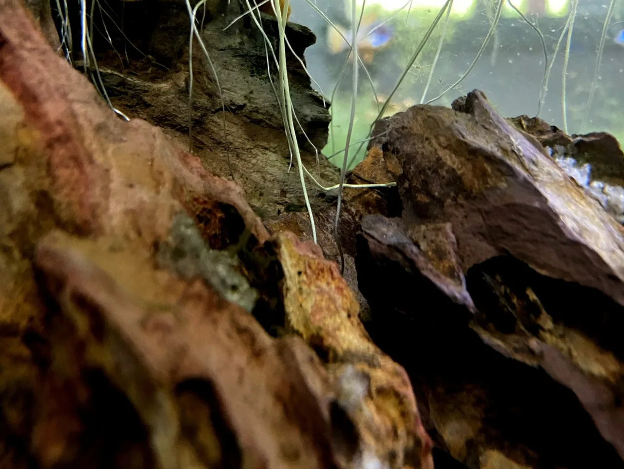 Nahaufnahme von Wurzelholz und Steinen mit feinen Pflanzenwurzeln im Aquarium