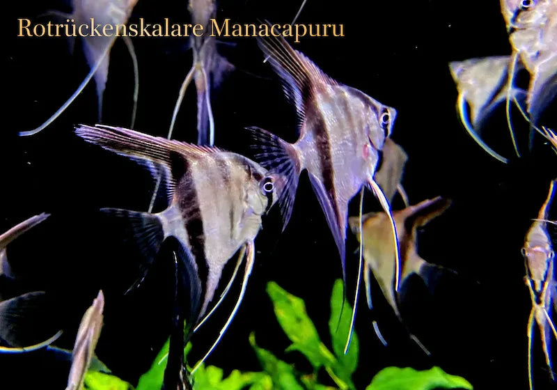 Rotrückenskalare Manacapuru mit langen Flossen im dunklen Aquarium als Neuzugang