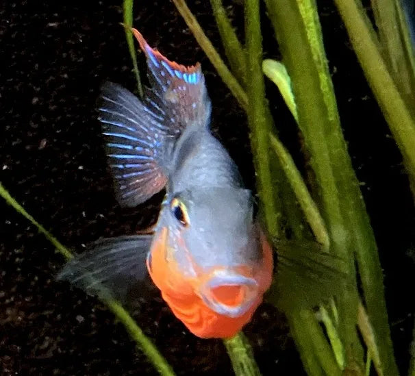 Schmetterlingsbuntbarsch mit orangem Bauch frontal zwischen Wasserpflanzen im Aquarium