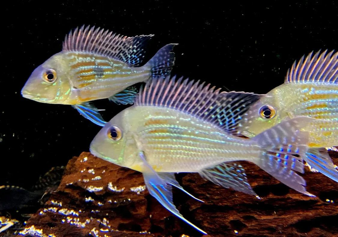 Geophagus-Erdfresser mit blau-grün schillernden Flossen über Wurzelholz im Aquarium