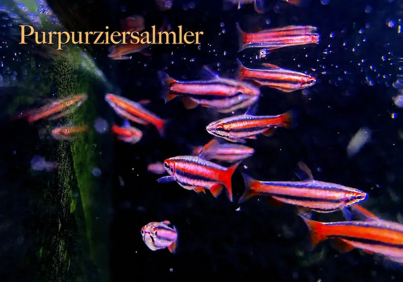 Purpurziersalmler-Schwarm mit roten Längsstreifen im dunklen Aquarium als Neuzugang