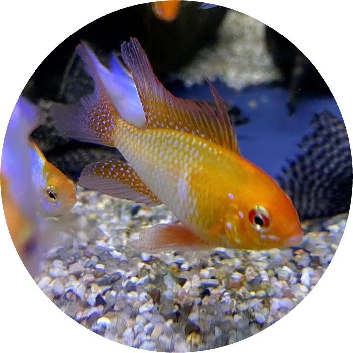 Orangefarbener Schmetterlingsbuntbarsch über Kiesboden im Aquarium als Neuzugang