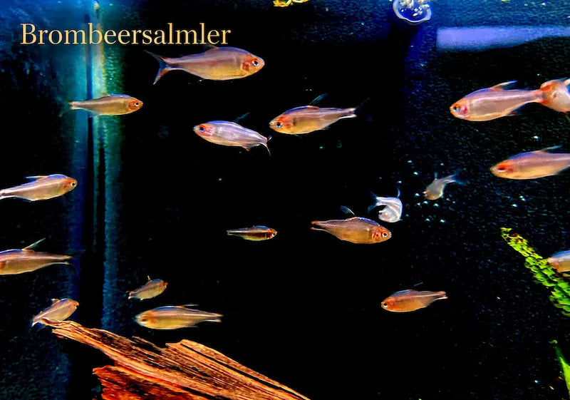 Brombeersalmler-Schwarm mit rötlichem Schimmer im dunklen Aquarium als Neuzugang