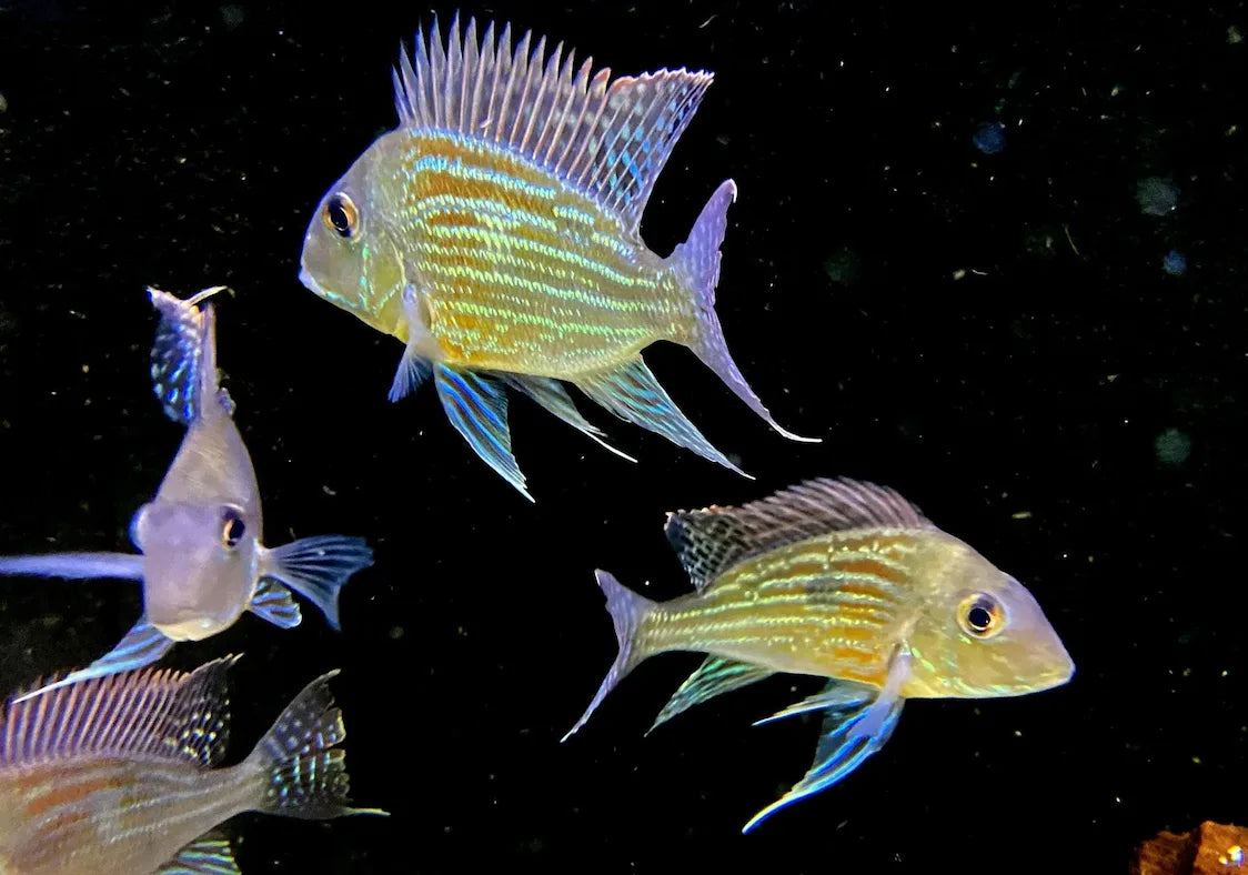 Geophagus-Erdfresser mit schillernden Streifen und langen Flossen im dunklen Aquarium