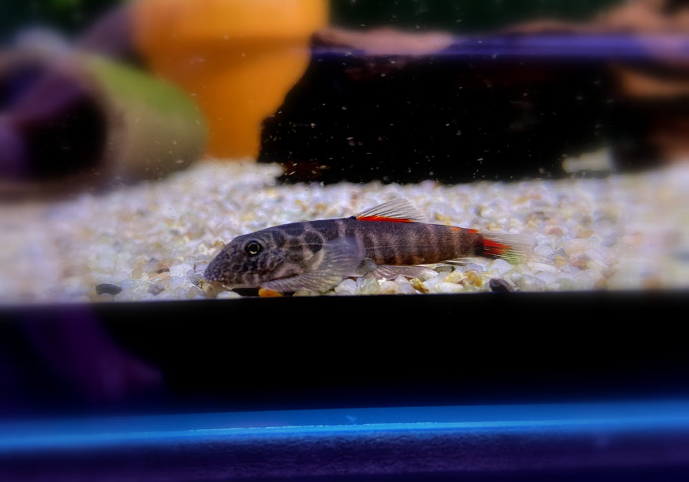 NEUER PREIS - Bloody Mary-Flossensauger - Gastromyzon sp. "Bloody Mary"