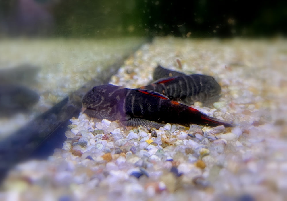 NEUER PREIS - Bloody Mary-Flossensauger - Gastromyzon sp. "Bloody Mary"