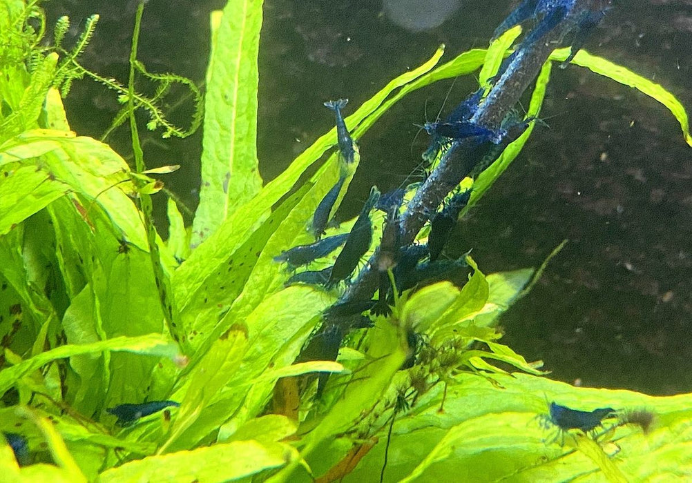 Blue Diamond Garnele - Neocaridina davidi