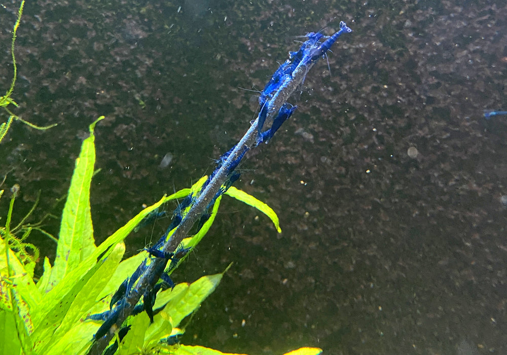 Blue Diamond Garnele - Neocaridina davidi