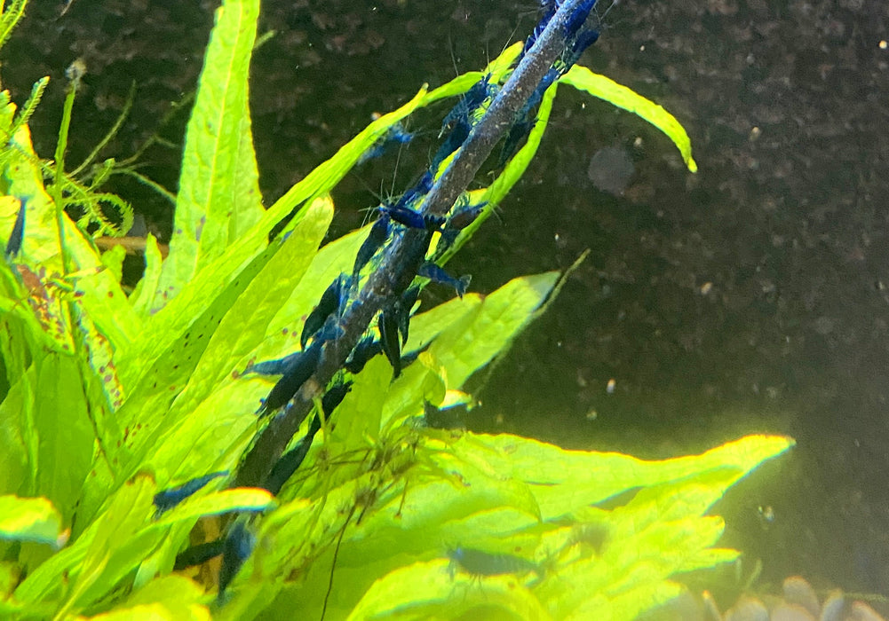 Blue Diamond Garnele - Neocaridina davidi