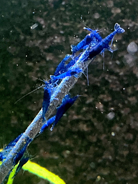 Blue Diamond Garnele - Neocaridina davidi