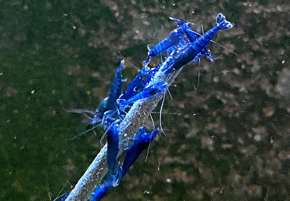 Blue Diamond Garnele - Neocaridina davidi