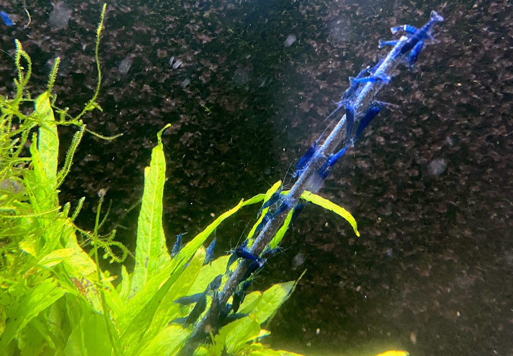 Blue Diamond Garnele - Neocaridina davidi