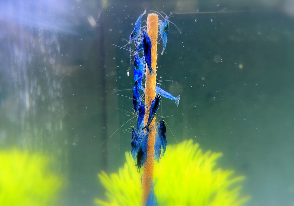 Blue Dream Garnele - Neocaridina davidi