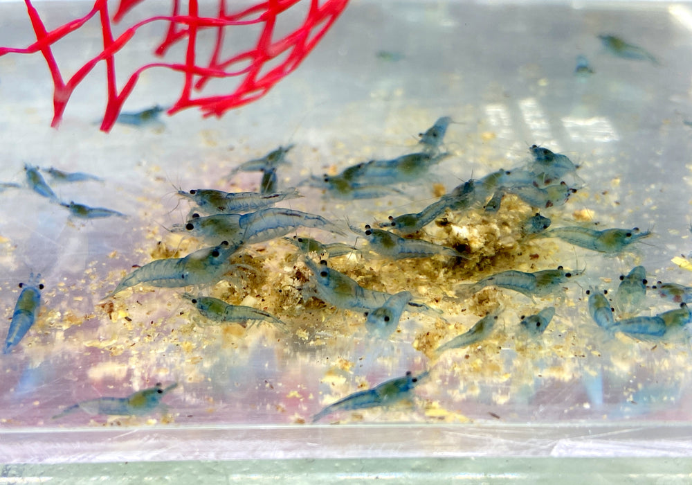 Blue Jelly Garnele - Neocaridina davidi
