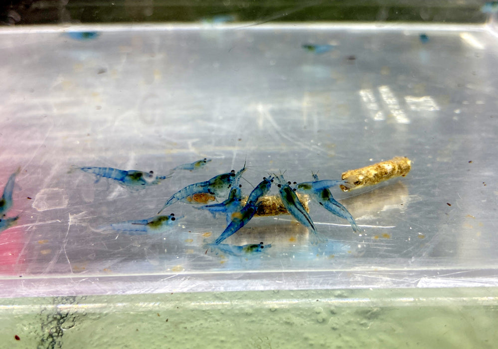 Blue Jelly Garnele - Neocaridina davidi