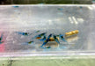 Blue Jelly Garnele - Neocaridina davidi