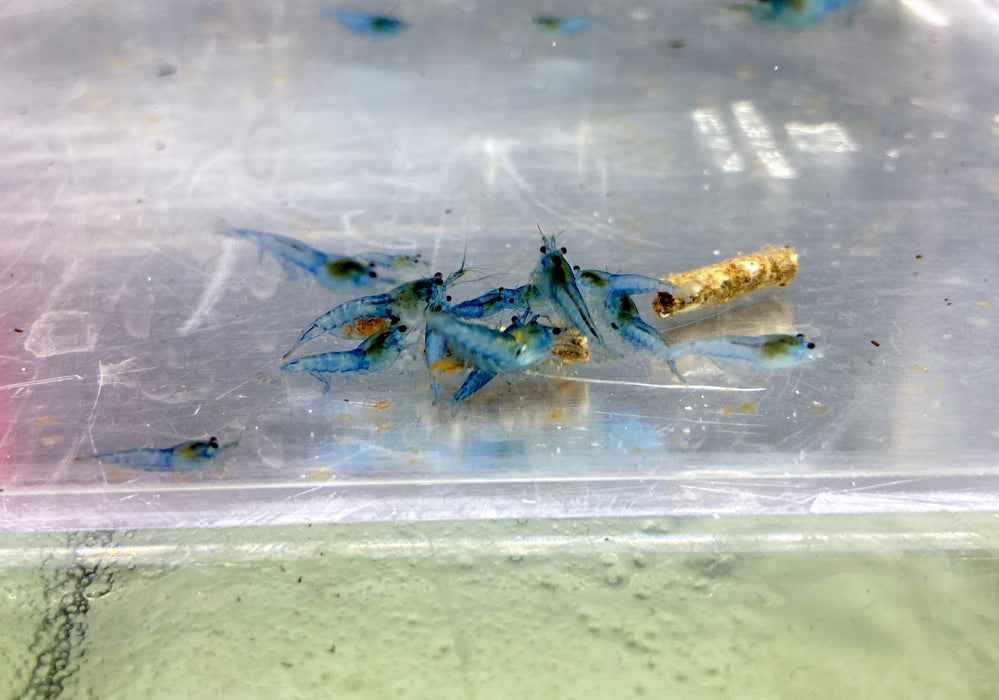 Blue Jelly Garnele - Neocaridina davidi