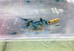 Blue Jelly Garnele - Neocaridina davidi