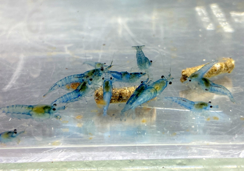 Blue Jelly Garnele - Neocaridina davidi