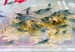 Blue Jelly Garnele - Neocaridina davidi