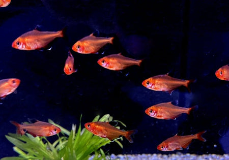 SONDERPREIS - Blutsalmler / Serpasalmler - Hyphessobrycon eques / serpae image