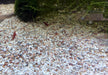 Naturkies Malibu Mix (1-2 mm)