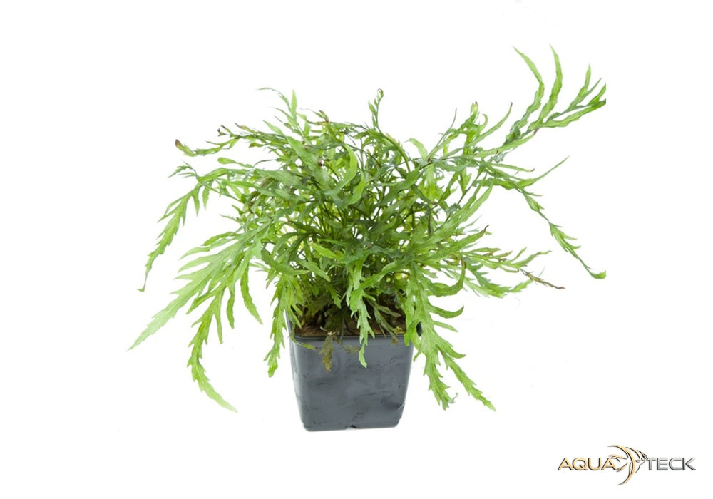 LYNKO Große Aquariu Pflanzen Künstlich Wasserpfla Produktbild-Vorschau 9