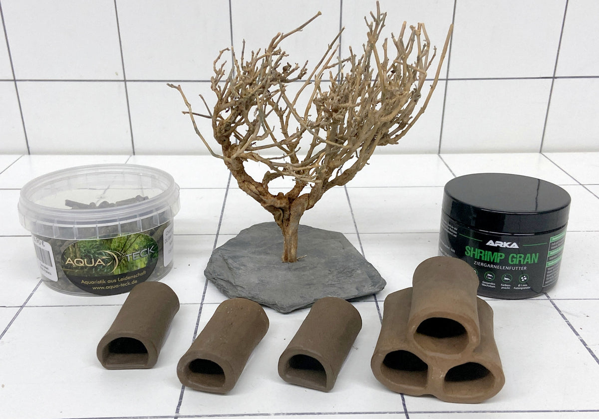 NEU! - Bonsai-Garden