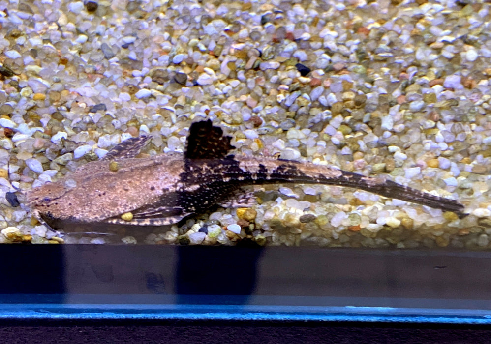 Bratpfannenwels - Dysichthys coracoideus