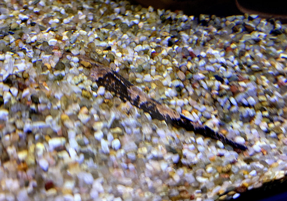 Bratpfannenwels - Dysichthys coracoideus