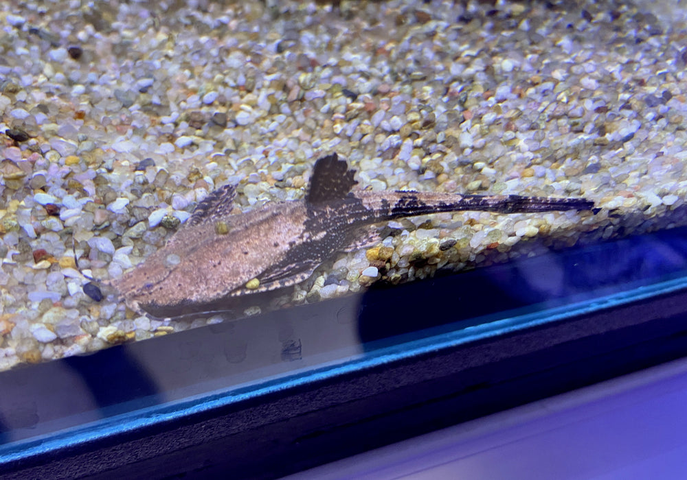 Bratpfannenwels - Dysichthys coracoideus