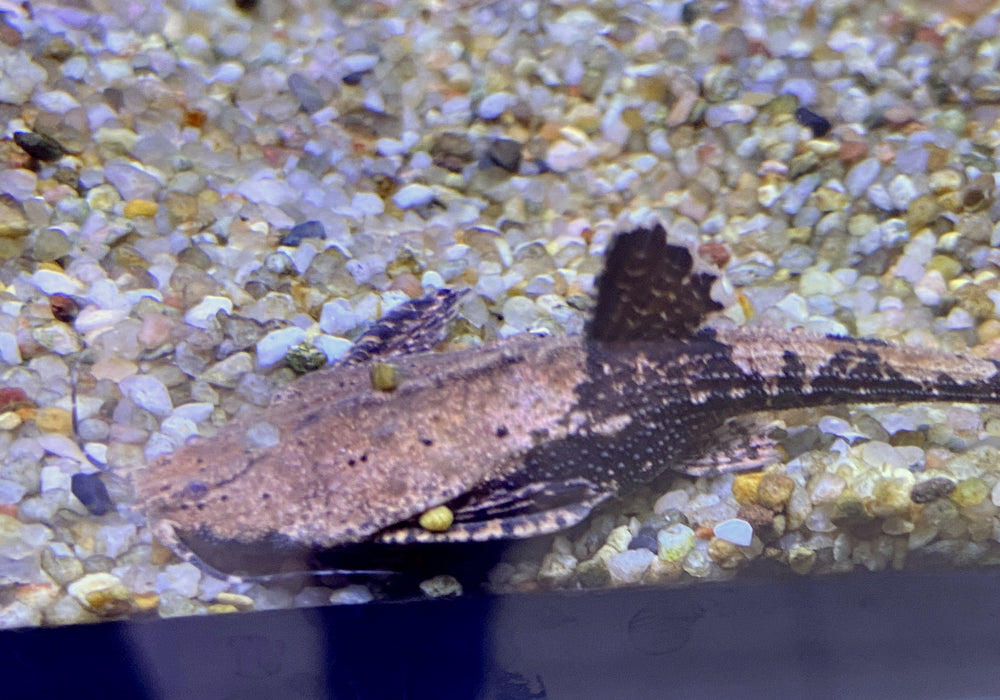 Bratpfannenwels - Dysichthys coracoideus