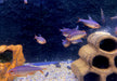Brombeersalmler - Hyphessobrycon wadai