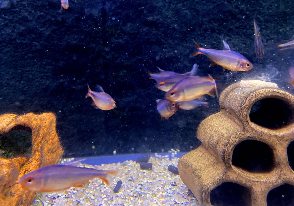 Brombeersalmler - Hyphessobrycon wadai