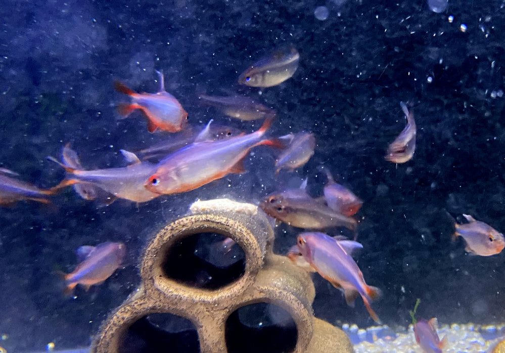 Brombeersalmler - Hyphessobrycon wadai